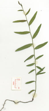 APII jpeg image of Ventilago viminalis  © contact APII