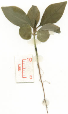 APII jpeg image of Amaracarpus nematopodus  © contact APII