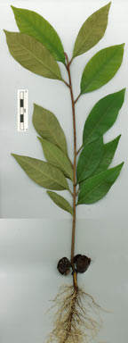 APII jpeg image of Niemeyera discolor  © contact APII