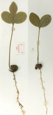 APII jpeg image of Diploglottis diphyllostegia  © contact APII