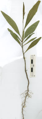 APII jpeg image of Dodonaea viscosa subsp. viscosa  © contact APII