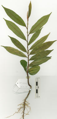 APII jpeg image of Donella lanceolata  © contact APII