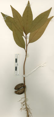 APII jpeg image of Niemeyera discolor  © contact APII