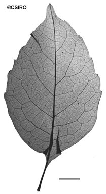 APII jpeg image of Ampelocissus gardineri  © contact APII