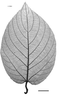 APII jpeg image of Gouania australiana  © contact APII