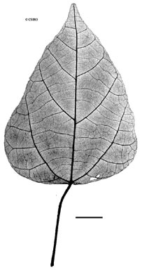 APII jpeg image of Mallotus repandus  © contact APII