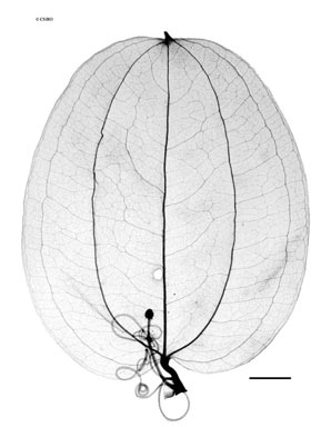 APII jpeg image of Smilax elliptica  © contact APII