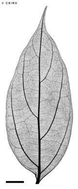 APII jpeg image of Cryptocarya cocosoides  © contact APII