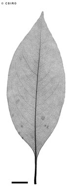 APII jpeg image of Auranticarpa papyracea  © contact APII