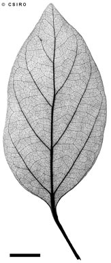 APII jpeg image of Beilschmiedia brunnea  © contact APII