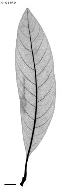 APII jpeg image of Niemeyera discolor  © contact APII