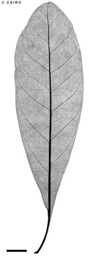 APII jpeg image of Planchonella pohlmaniana  © contact APII