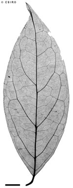 APII jpeg image of Steganthera laxiflora subsp. laxiflora  © contact APII