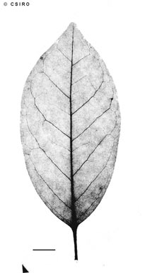 APII jpeg image of Ilex arnhemensis subsp. ferdinandi  © contact APII