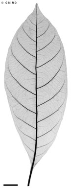 APII jpeg image of Gardenia ovularis  © contact APII