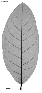 APII jpeg image of Heritiera littoralis  © contact APII