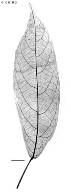 APII jpeg image of Macaranga inamoena  © contact APII