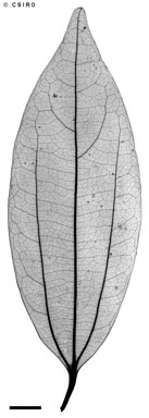 APII jpeg image of Cryptocarya grandis  © contact APII