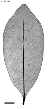 APII jpeg image of Diospyros hebecarpa  © contact APII