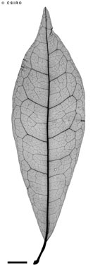 APII jpeg image of Helicia grayi  © contact APII