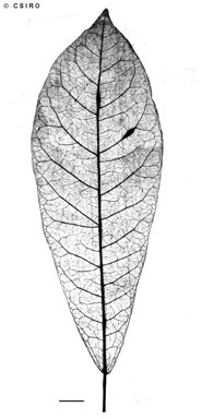 APII jpeg image of Codiaeum membranaceum  © contact APII