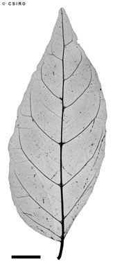 APII jpeg image of Micromelum minutum  © contact APII