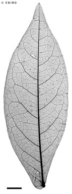 APII jpeg image of Archidendron hendersonii  © contact APII