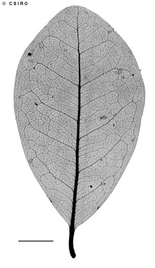 APII jpeg image of Drypetes deplanchei  © contact APII