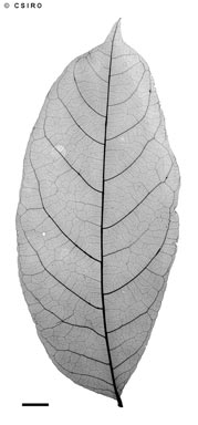 APII jpeg image of Harpullia arborea  © contact APII