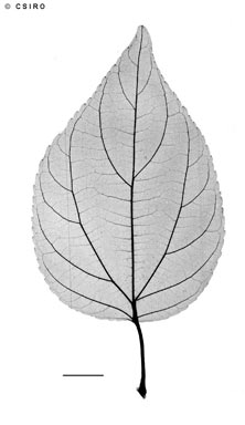 APII jpeg image of Colubrina asiatica  © contact APII