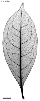 APII jpeg image of Triunia montana  © contact APII