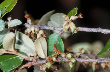 APII jpeg image of Sersalisia sericea  © contact APII