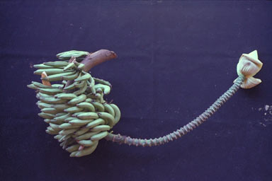 APII jpeg image of Musa banksii  © contact APII