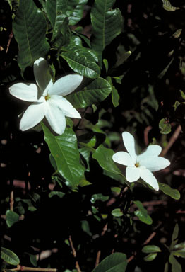 APII jpeg image of Gardenia scabrella  © contact APII