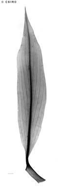 APII jpeg image of Pollia macrophylla  © contact APII