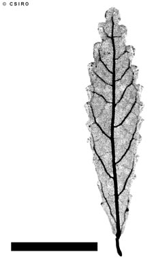 APII jpeg image of Acalypha eremorum  © contact APII