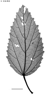 APII jpeg image of Malvastrum americanum  © contact APII