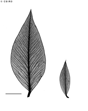 APII jpeg image of Alyxia oblongata  © contact APII