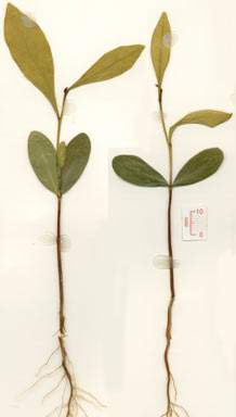 APII jpeg image of Planchonella pohlmaniana  © contact APII