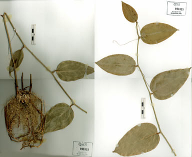 APII jpeg image of Smilax australis  © contact APII