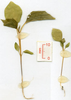 APII jpeg image of Physalis minima  © contact APII