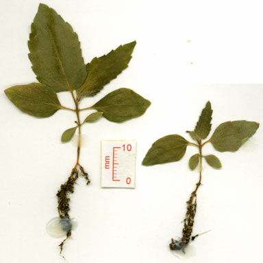 APII jpeg image of Trema tomentosa  © contact APII