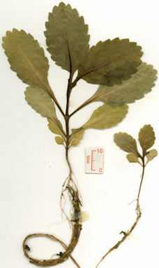 APII jpeg image of Stachytarpheta jamaicensis  © contact APII