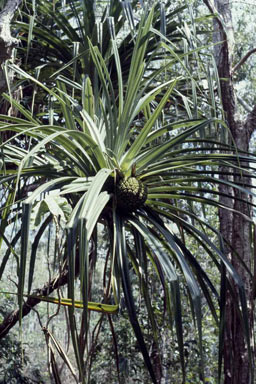 APII jpeg image of Pandanus solmslaubachii  © contact APII