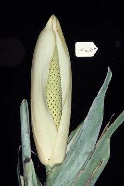 APII jpeg image of Epipremnum amplissimum  © contact APII