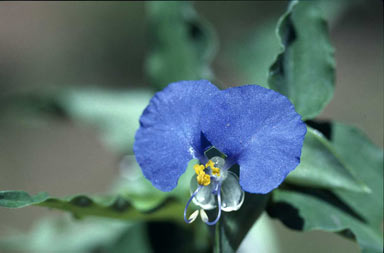 APII jpeg image of Commelina ensifolia  © contact APII