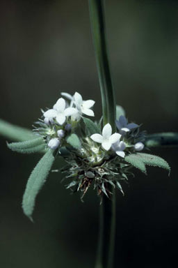 APII jpeg image of Spermacoce brachystema  © contact APII