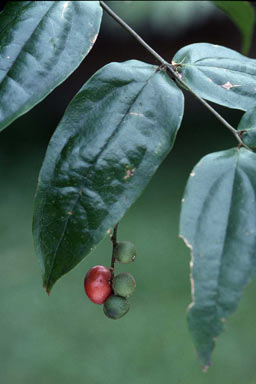 APII jpeg image of Ripogonum elseyanum  © contact APII