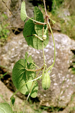APII jpeg image of Aristolochia pubera var. aromatica  © contact APII