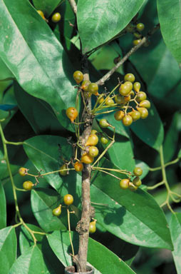 APII jpeg image of Pycnarrhena novoguineensis  © contact APII